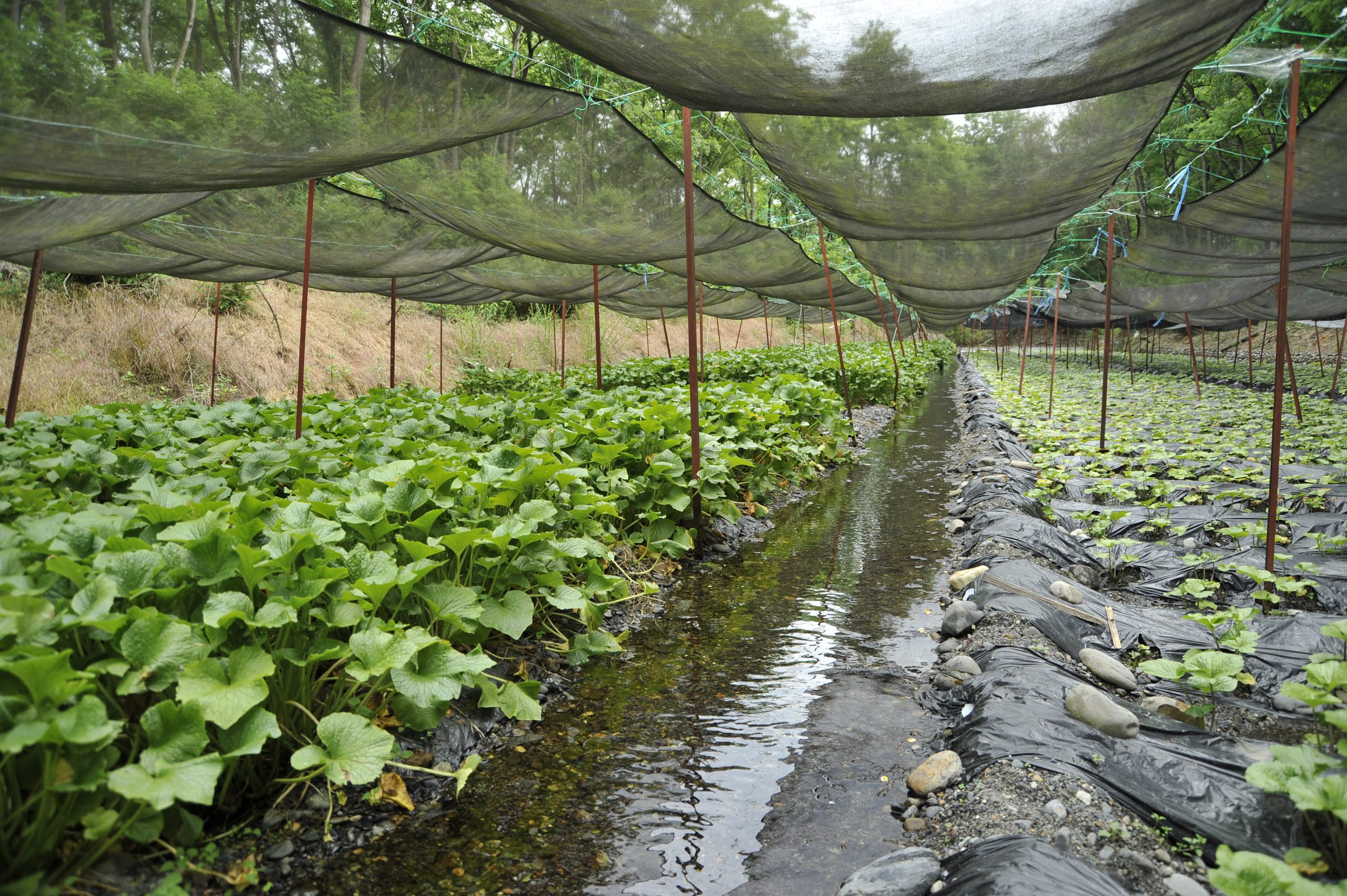 生産量日本一 アルプスの伏流水で育つ長野県のわさびをご紹介 長野県の旬な情報を随時発信 Nagano Topics しあわせ商談サイトnagano