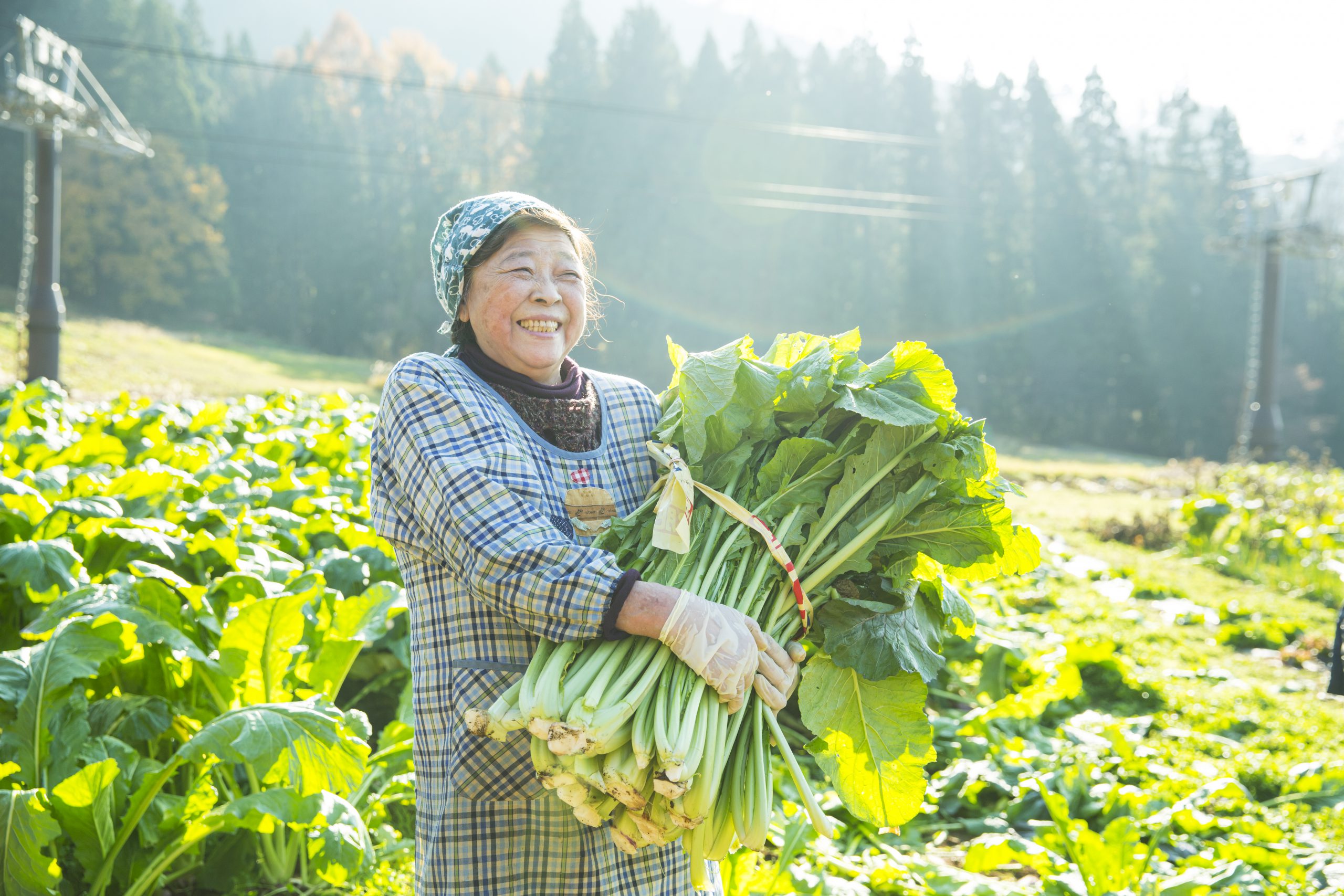 発祥の地 長野より 野沢菜漬け のご紹介 長野県の旬な情報を随時発信 Nagano Topics しあわせ商談サイトnagano 発祥の地 長野より 野沢菜漬け のご紹介 長野県の旬な情報を随時発信 Nagano Topics しあわせ商談サイトnagano
