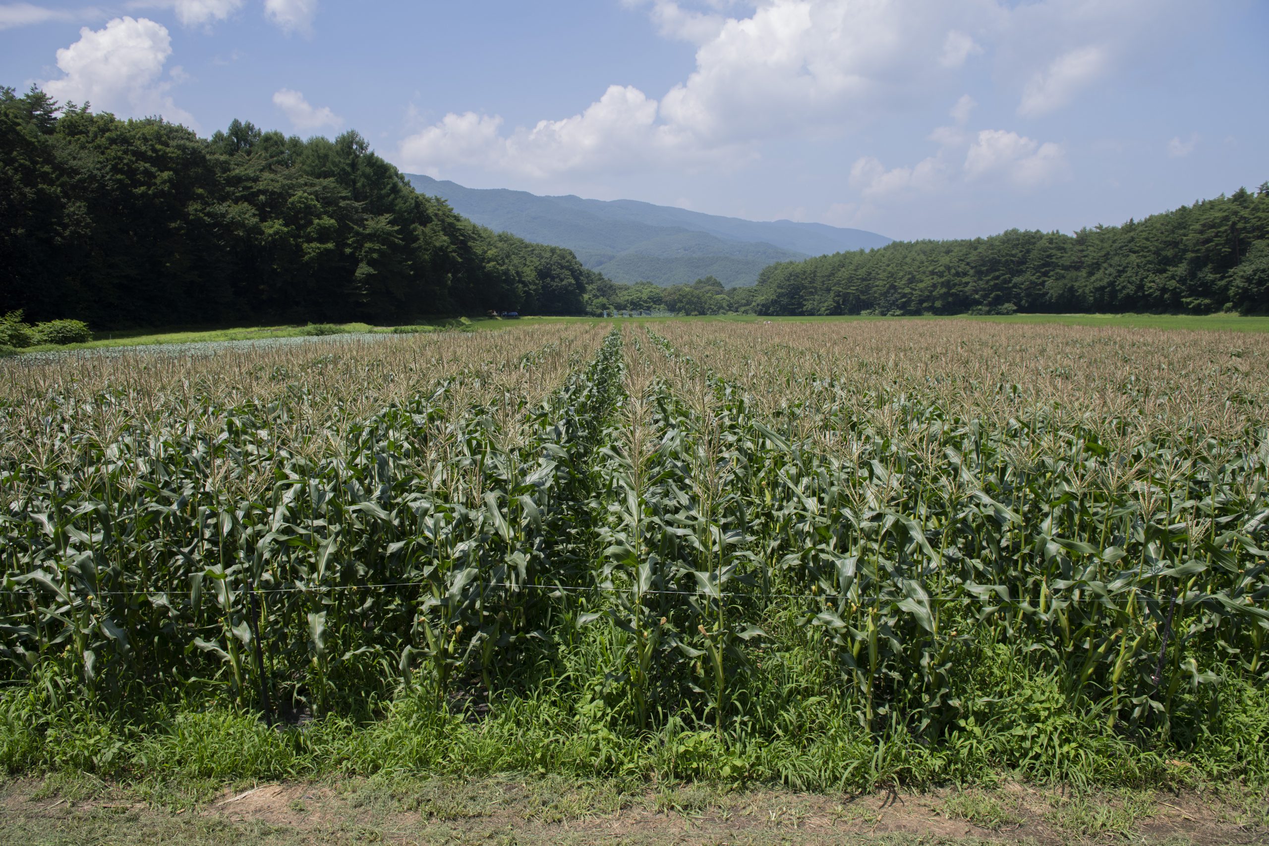 おいしい に出会える標高1000mへ 天空の地に育つ極上の野菜たち 長野県の旬な情報を随時発信 Nagano Topics しあわせ商談サイトnagano